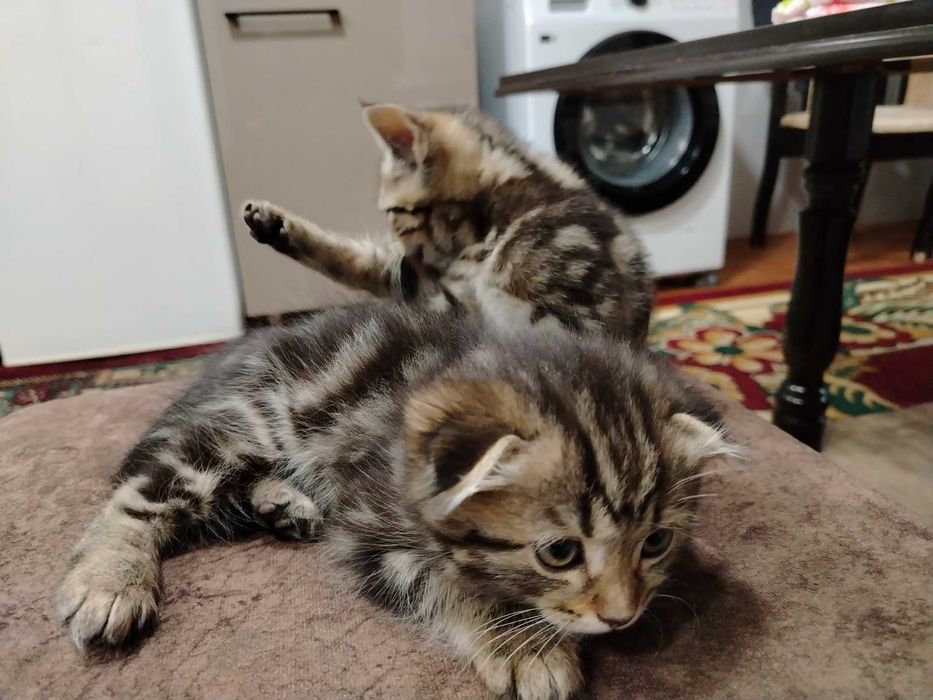 мушукчалар сотилади