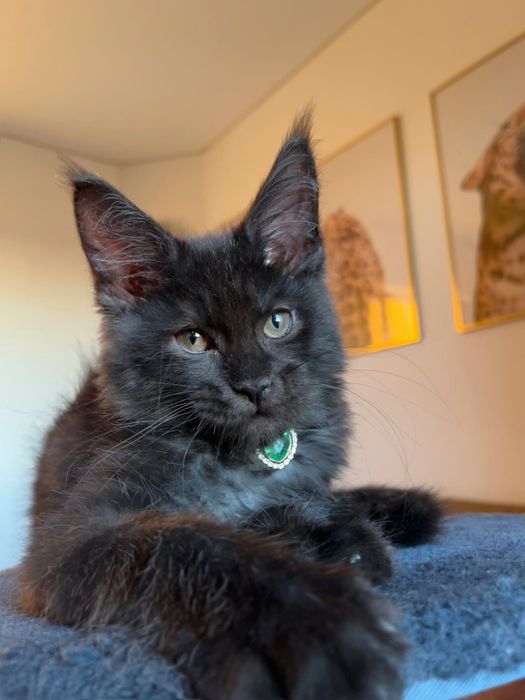 Baietel Maine Coon PEDIGREE
