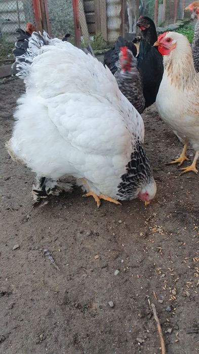 Gaina brahma alb herminat deschis.