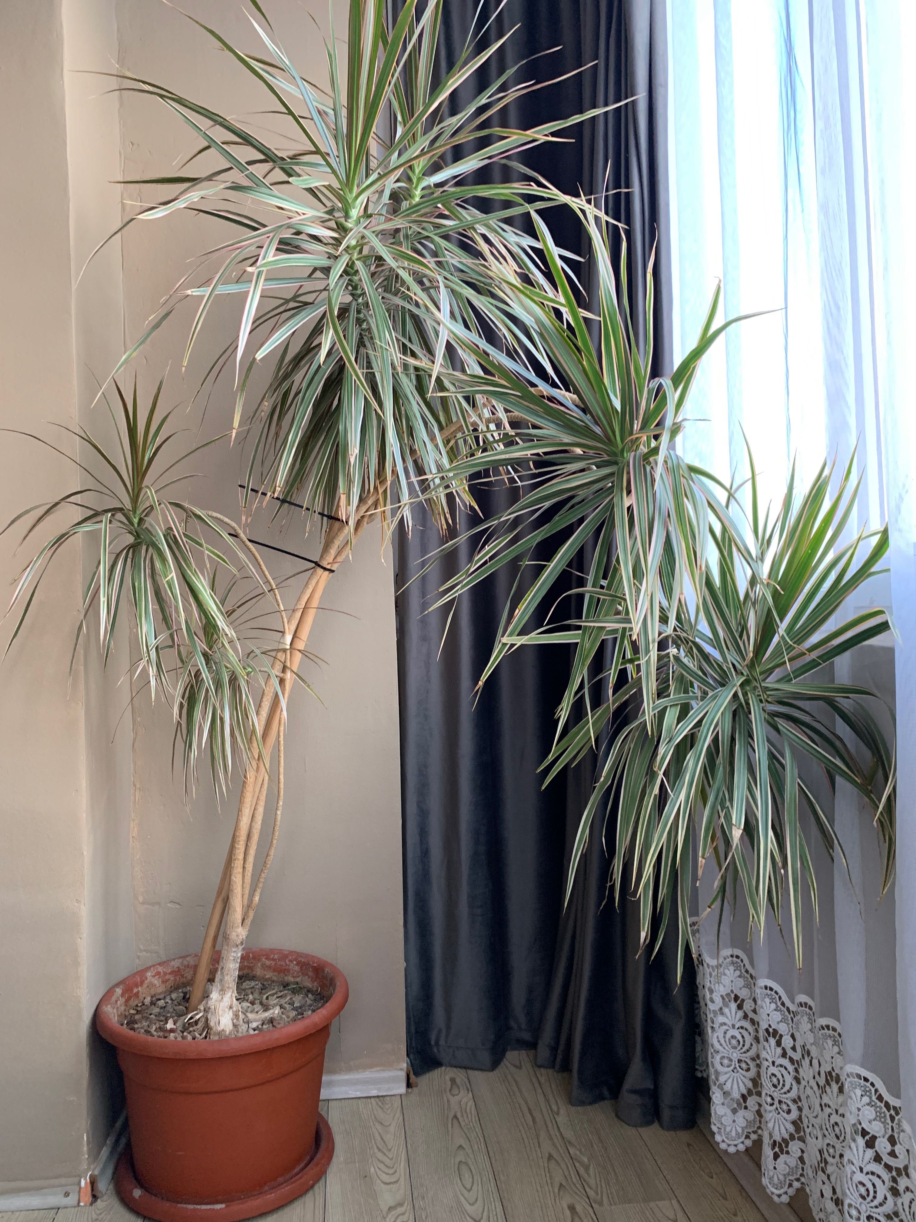 Planta Dracena Marginata