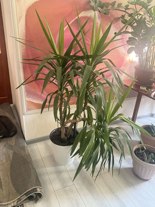 Цветы домашние.