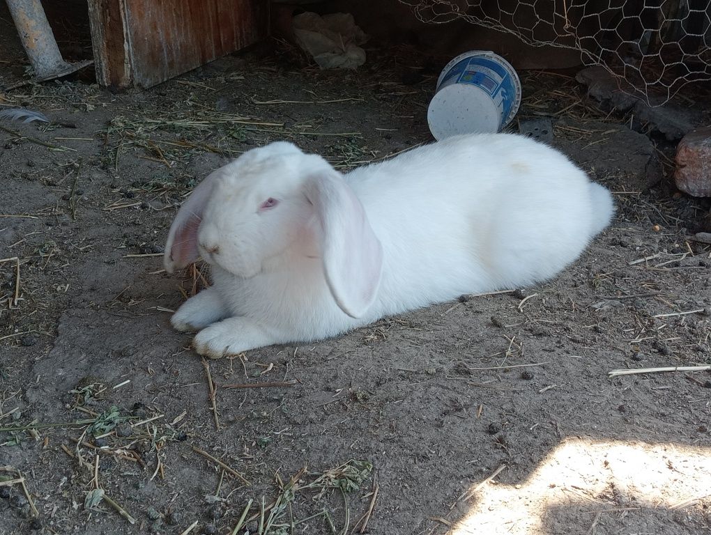 Iepuroi tânăr bun de montă