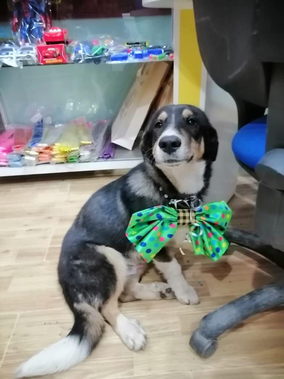 Помощь  бездомным животных
