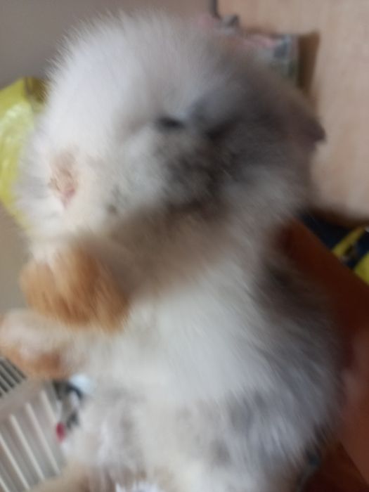 Vind iepuras de rasa mica