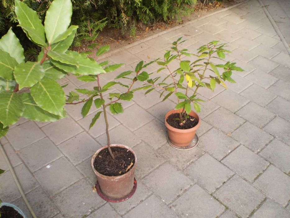 Vand dafini in ghiveci  - inaltime intre 100 -150 cm. Doar in Sibiu