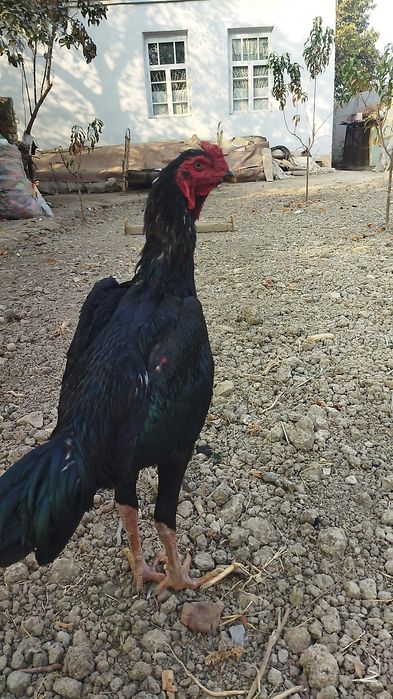 Қоратой сотилади.