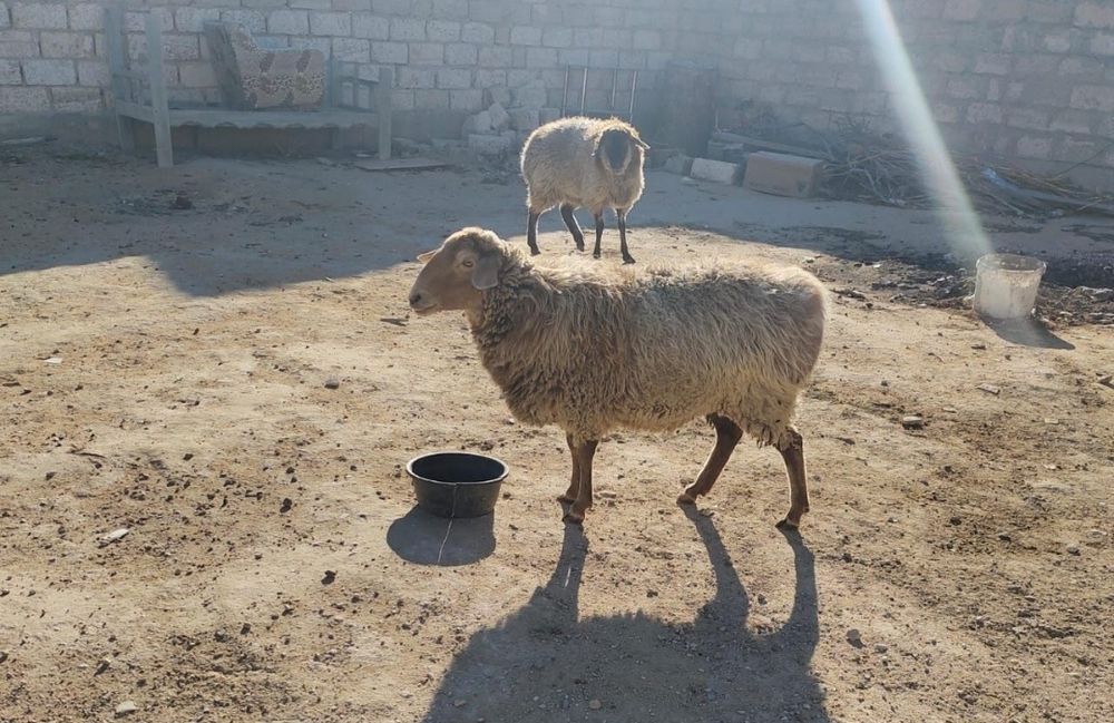 Семіз қой сатылады