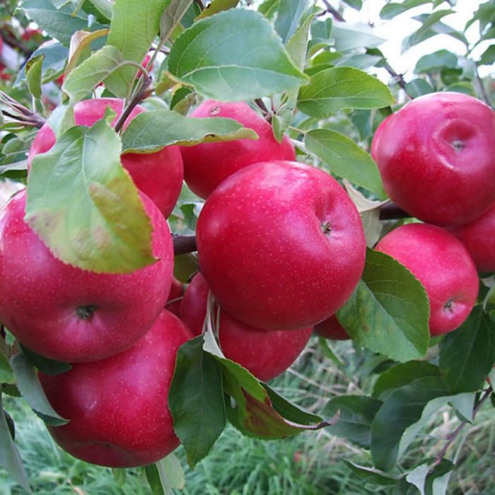 Pomi Fructiferi Dwarf (Mar )