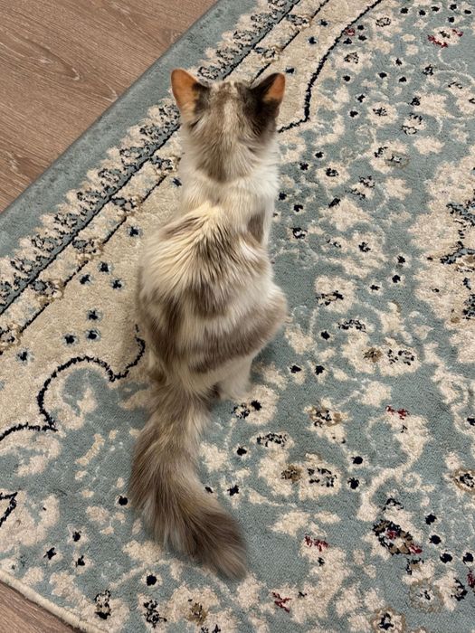 Отдам кошку в хорошие руки !!!