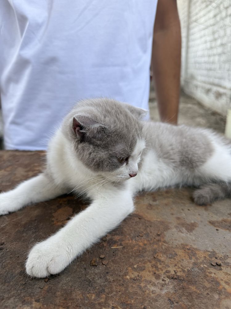 Scottish-fold кошичка