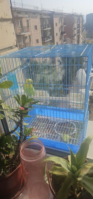 Xulas sotiladi papugay