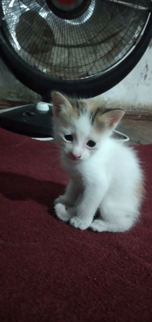 Yoqimtoy Mushukchalar bor 2ta shunchaki hadya qilaman