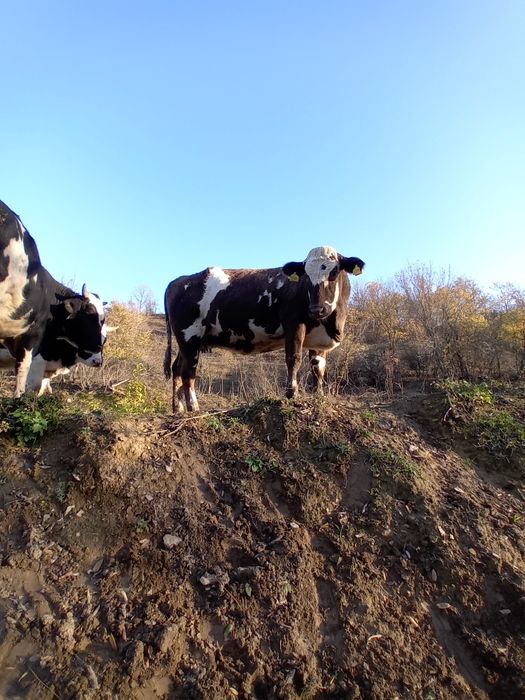Три броя заплодени юници/ бременни в осми месец/.