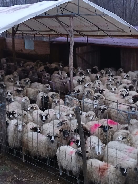 Vind 50 oii pe ales cu mieii