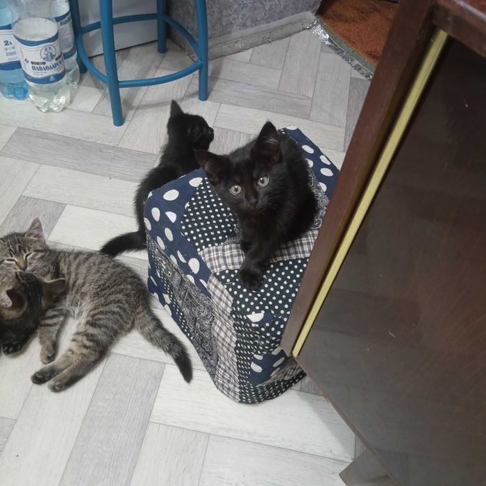 Отдам котят в хорошие руки. К лотку приучены