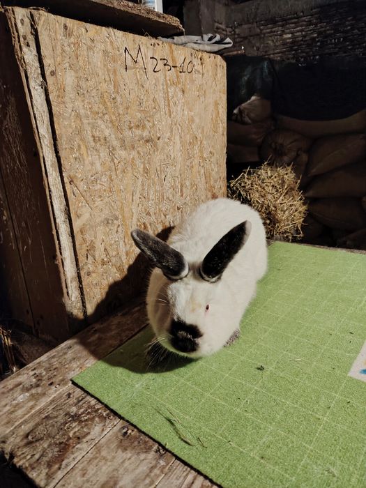 Vând mascul californian