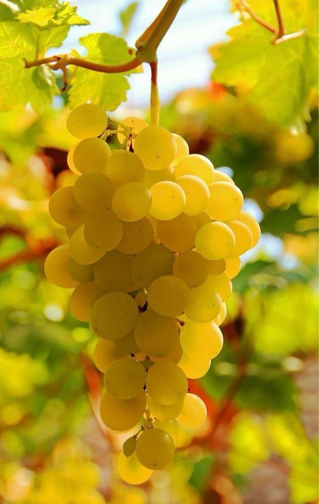 Struguri de vin productie proprie 2025