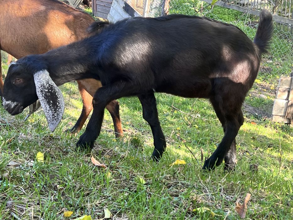 Iede anglonubian din parinti cu pedigree capra
