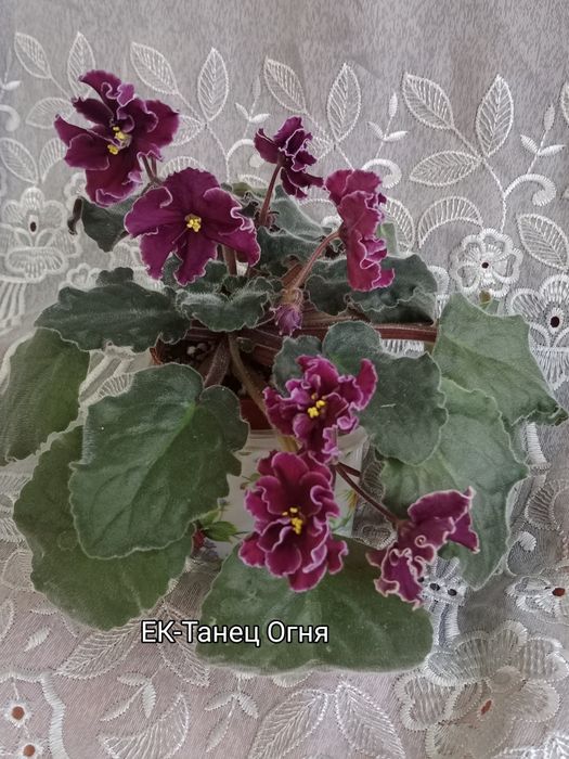 Фиалки сортовые цветущие