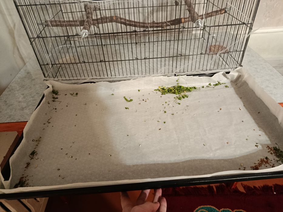 Попугаи с клеткой