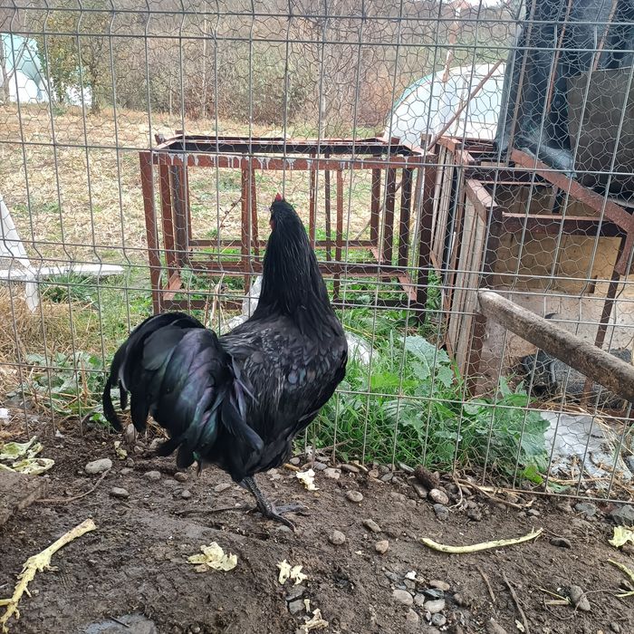 Cocos Australorp