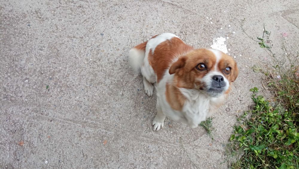 домашен любимец си търси стопани