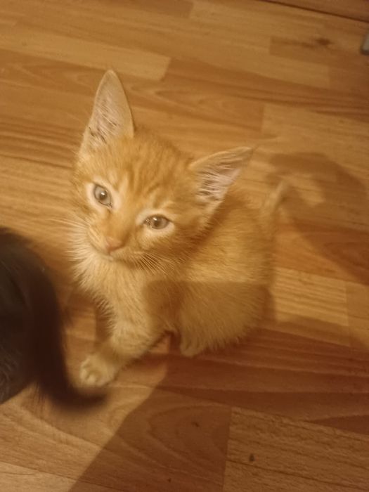 Отдам котят в добрые руки