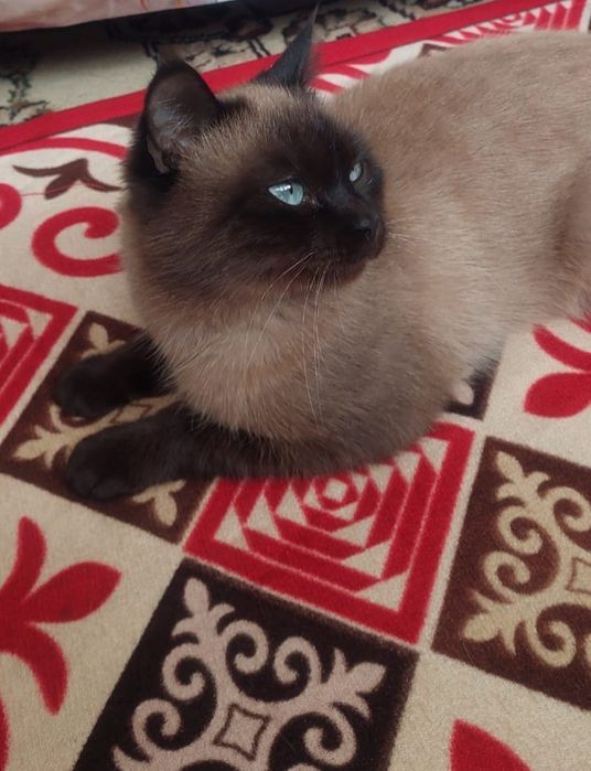 Кошка породистый