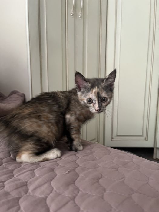 Котенок в хорошие руки