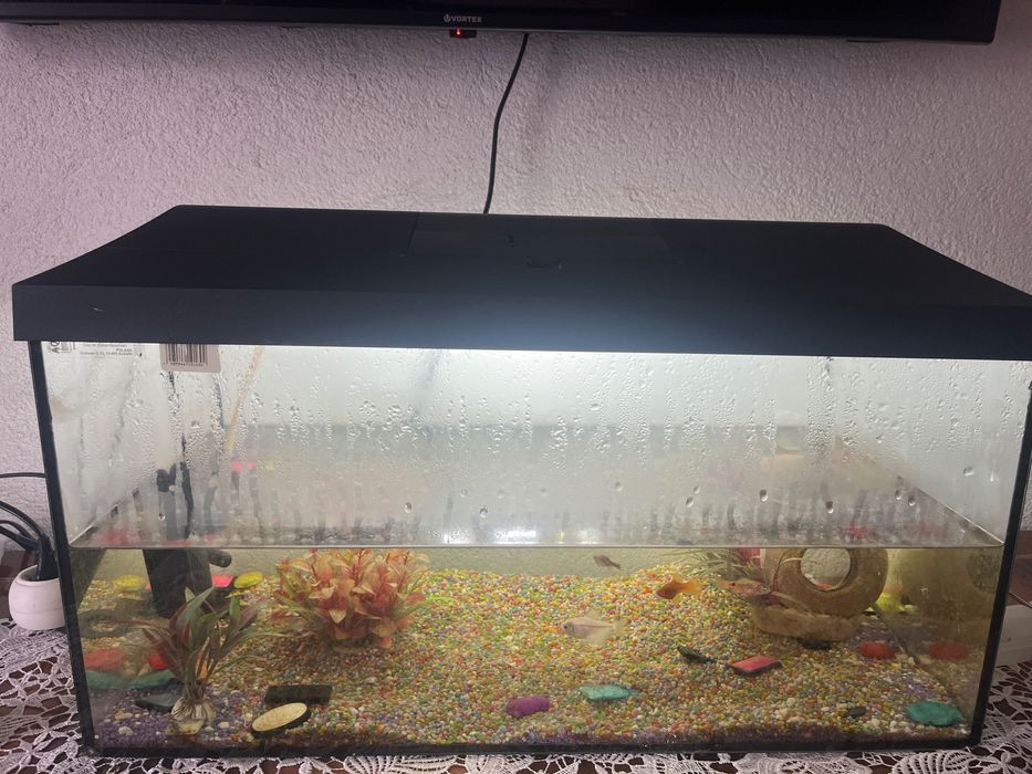 Vând acvariu aqnael bonus 4 pestisori