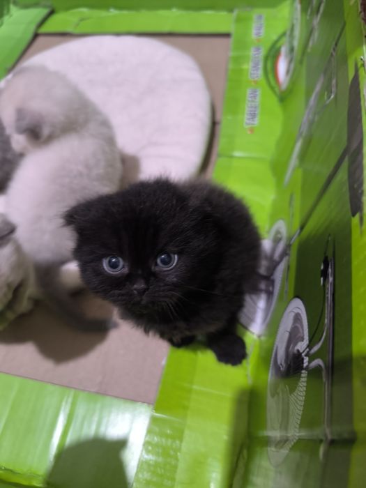 Зотдор скоттиш фолд мушук сотилади.