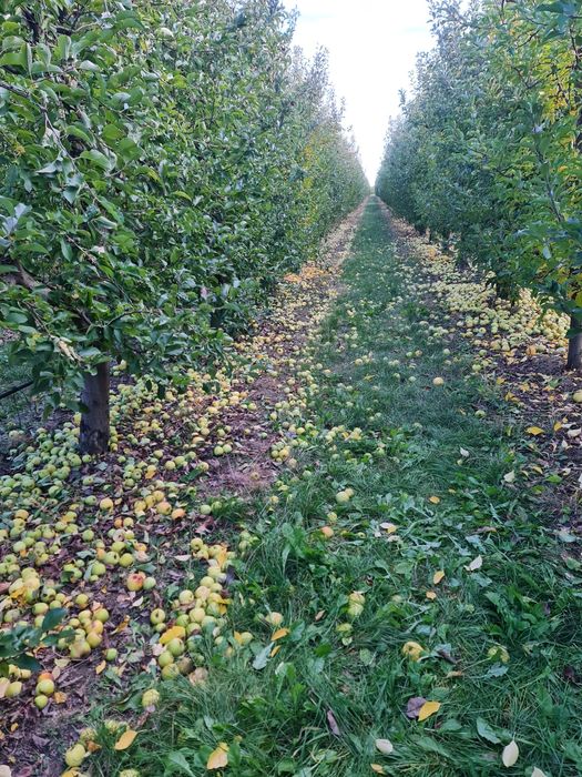 Vând mere de suc/consum