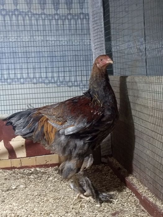 Брама сотилади.  ...