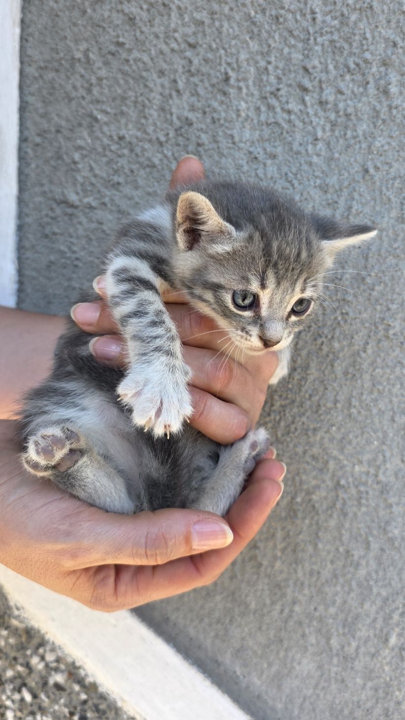Подарявам малки котенца
