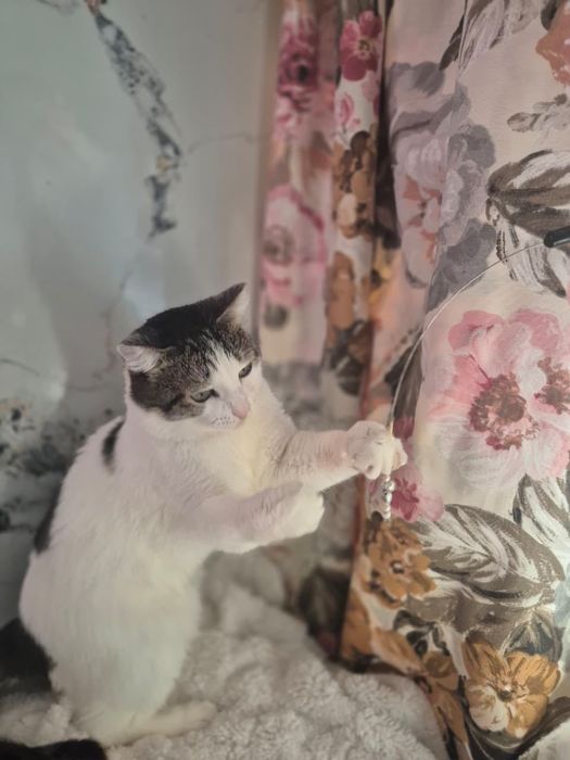 Кот самый нежный