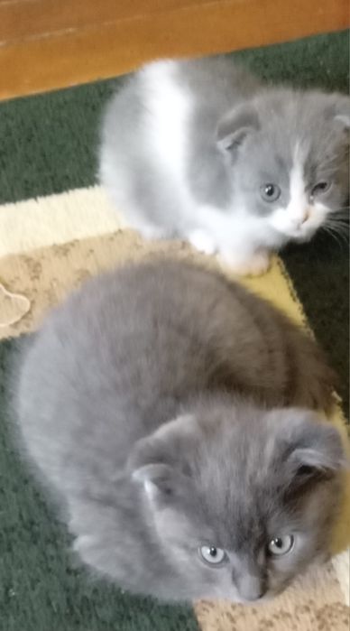 Вислоухие скотиш фолд котята