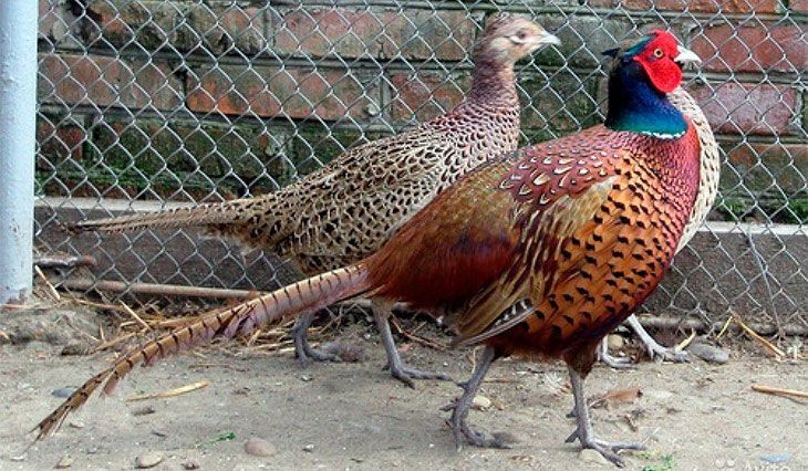 Продам фазанов домашних