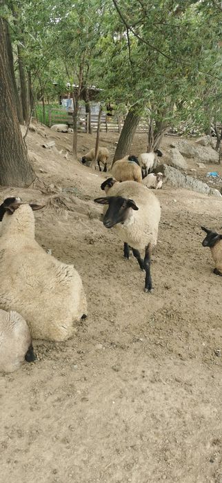 Vând berbecuti suffolk si mielute
