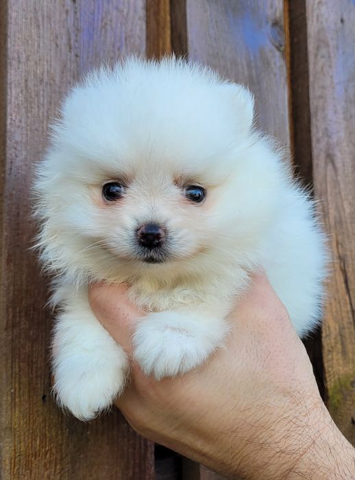 Померан-мини шпиц !!!