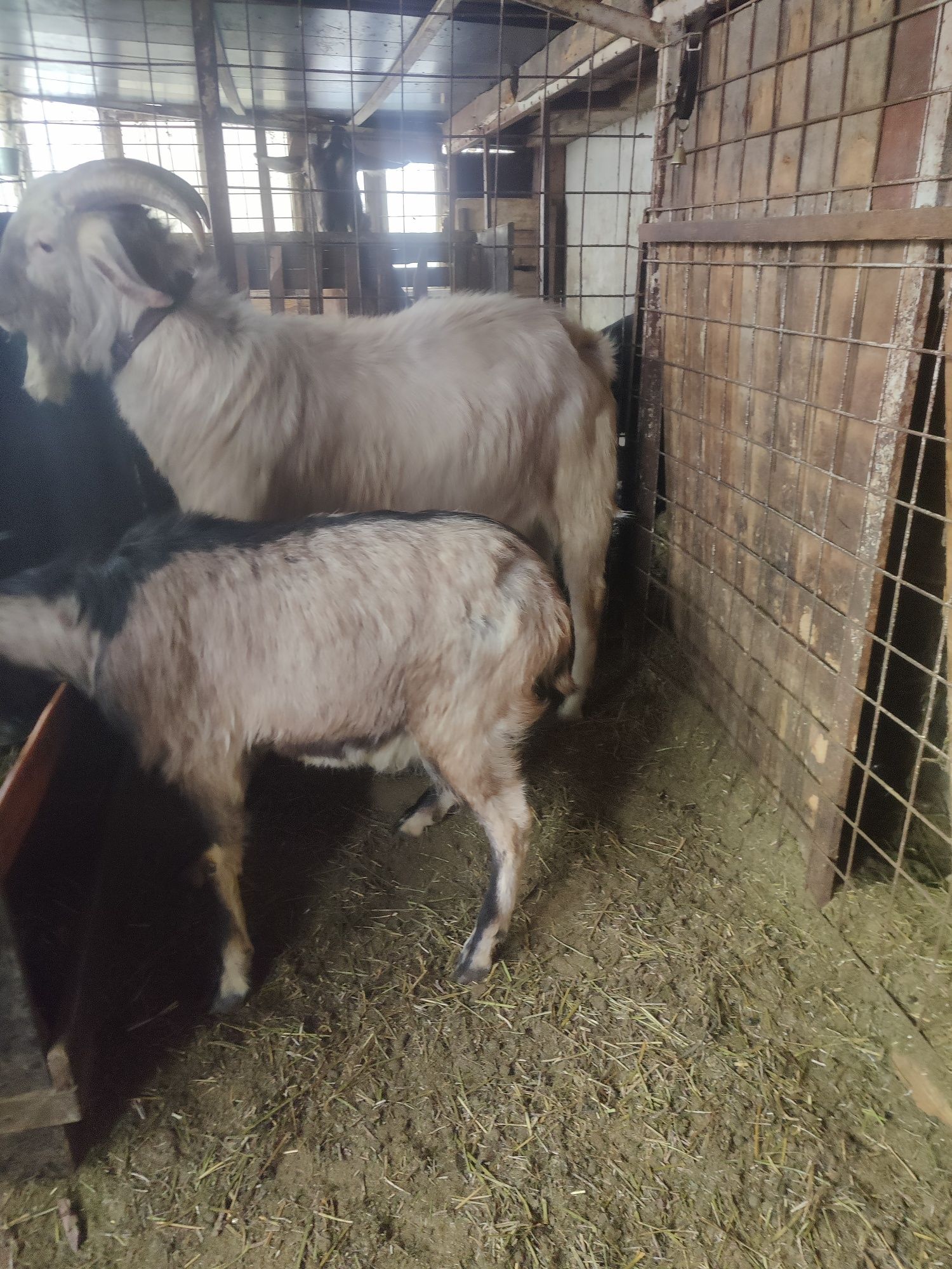 Țap de vânzare în vârstă de 1,5 ani
