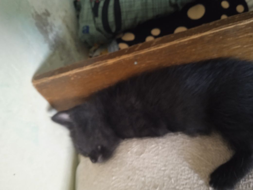 Продаются котята,британцы короткошёрстные!!