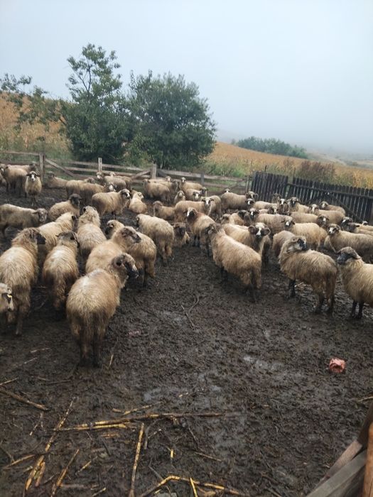 Oi de vânzare si berbeci!