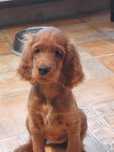 Vand catelus de setter irlandez rosu