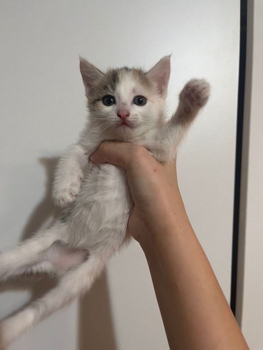 отдаем котят! бесплатно, в хорошие руки