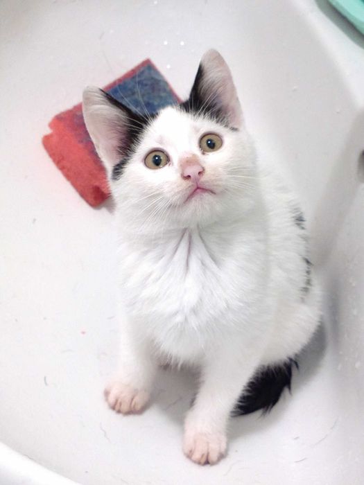 Малък сладур си търси дом (коте, котка)