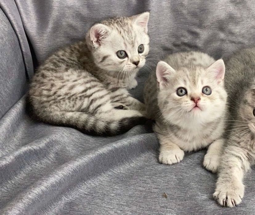 Котята Шикарнейшие