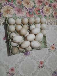 Vând ouă de rață Rouen