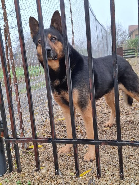 Se donează câine lup