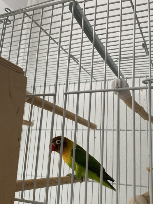 Vand papagali agapornis