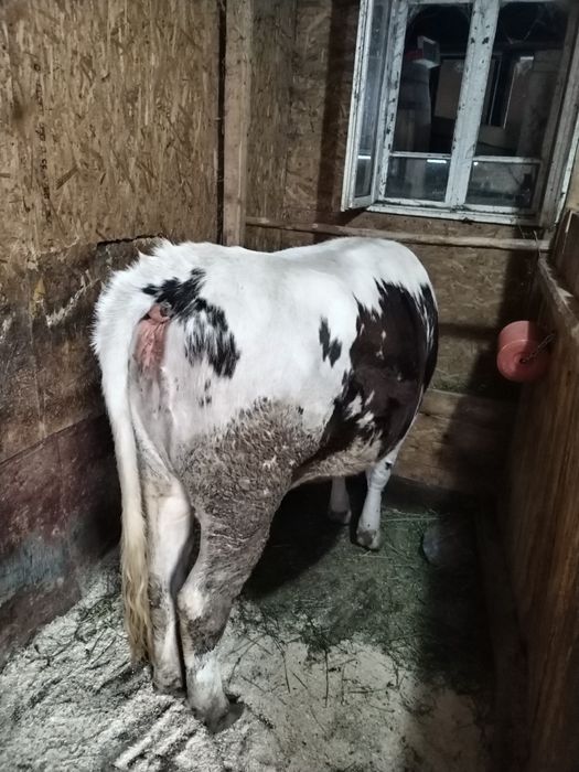 Vând junice de 1an și 4 luni
